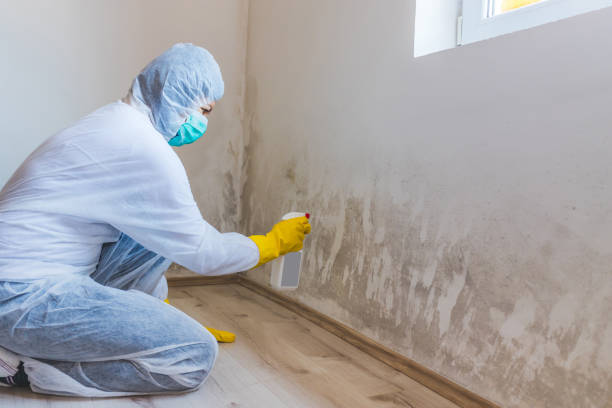 Licensed Mold Remediation service in Holbrook, AZ - WQB Mold Removal
